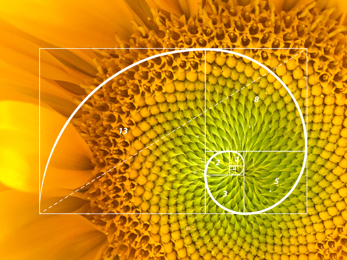 the golden ratio teaser